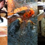 Potensi Peternakan dan Perikanan