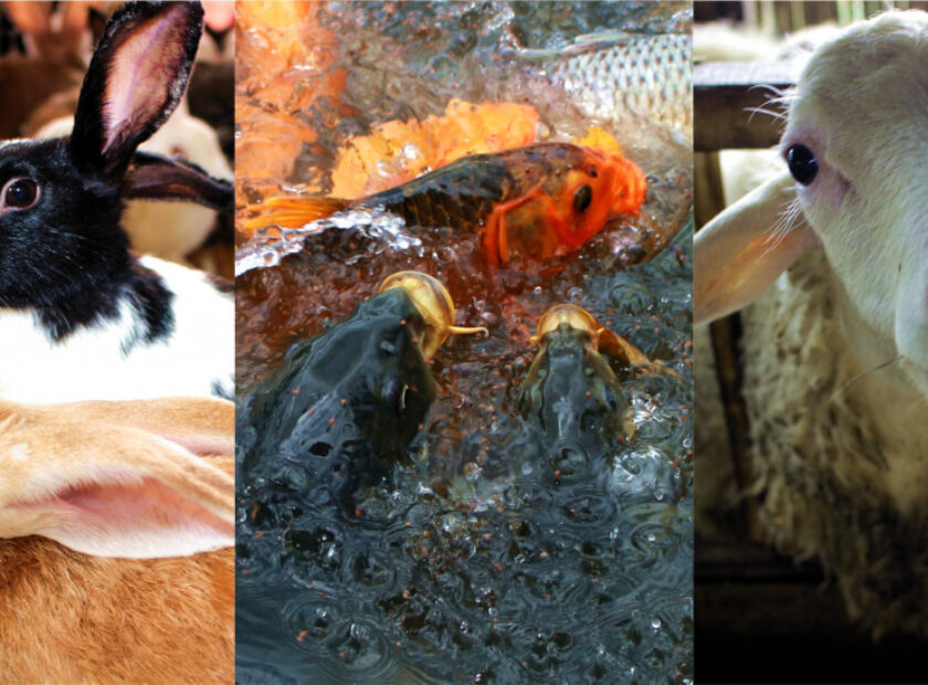 karanganyarkab_potensi peternakan dan perikanan