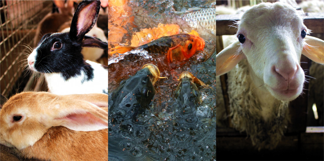 karanganyarkab_potensi peternakan dan perikanan