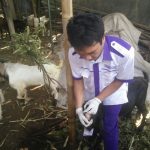 Pedagang Jujur, Kambing Sakit Tidak Dijual